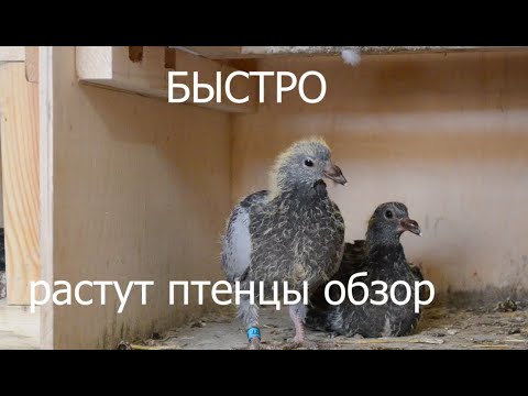 Видео: ПТЕНЦЫ РАСТУТ.КАК ГОЛУБИ КОРМЯТ,РЕДКИЕ КАДРЫ,ОБЗОР.ВИДЕО.THE CHICKS ARE GROWING.HOW PIGEONS FEED