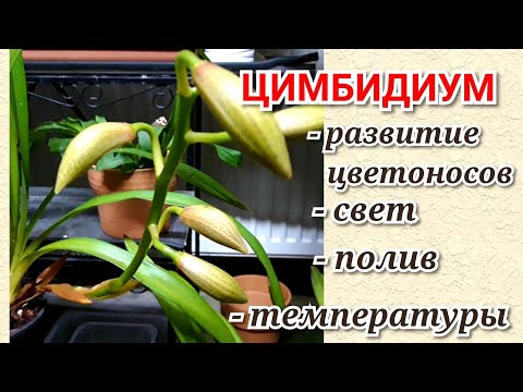 Видео: Орхидеи Цимбидиум уход и содержание в холодное время года в моих условиях.