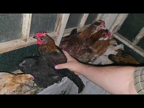 Видео: Готовим место для уточки с утятами