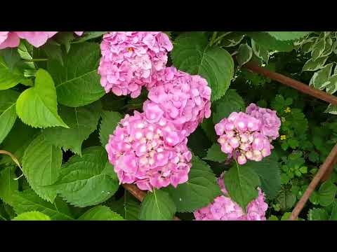 Видео: Дом в цветах// Гортензии в моём саду. Древовидные, крупнолистные, метельчатые.Прогулка.