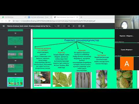 Видео: Саңырауқұлақтар. Қыналар