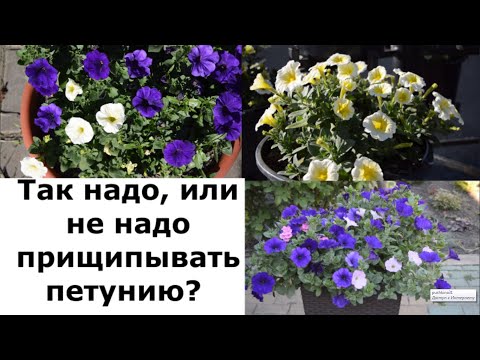 Видео: Ампельная петуния, надо ли прищипывать?