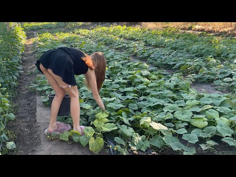 Видео: КРАСОТКА ПЛОХО РАБОТАЕТ НА МОЕЙ ДАЧЕ | ЗАСТАВЛЯЕМ РАБОТАТЬ | РВЁТ ТРАВУ 