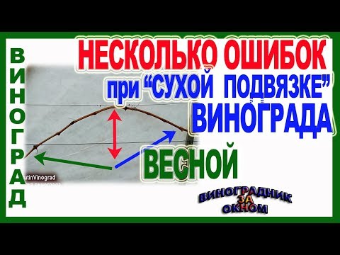 Видео: 🍇  Ошибки при подвязке. Сухая подвязка винограда весной. Как правильно подвязать плодовые стрелки.