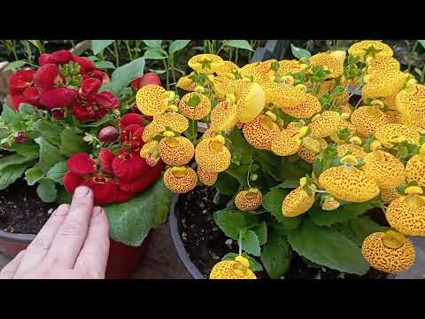 Видео: Кальцеолярия. Как я её вырастила? Важные моменты!