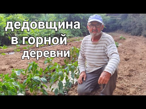 Видео: Турецкий свёкор учит непутёвую невестку даже свинья умнее меня.