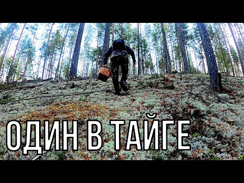 Видео: ГРИБНИК ЗАШЕЛ В МОХ И СТАЛ ЗАИКАТЬСЯ! ОДИН В БОРУ ТАКОЙ ОХОТЫ НЕ ОЖИДАЛ! КАРЕЛИЯ ЯГОДЫ И ГРИБЫ 2025