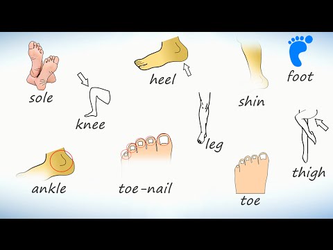 Видео: Нога (тело человека). Слова на английском