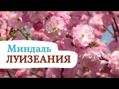 Видео: ЛУИЗЕАНИЯ! ПОСАДИТЕ ЭТО НЕМЕДЛЕННО!