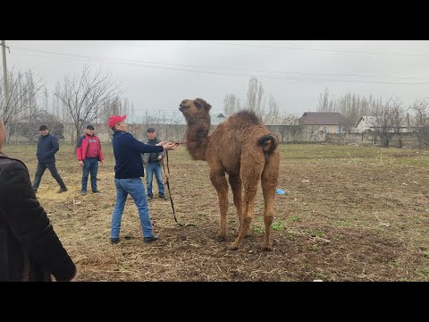 Видео: УЛАКТАН КАЛГАН СООРУНДАР ЭМНЕ БОЛДУ? КИМГЕ БЕРИЛДИ