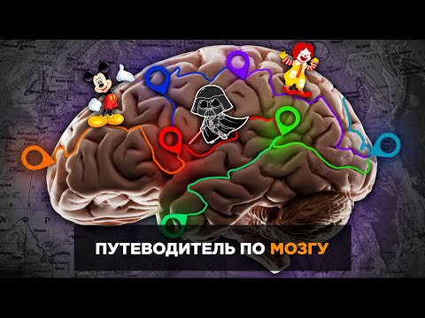 Видео: Путеводитель по мозгу | Причём тут Микки Маус и Дарт Вейдер?