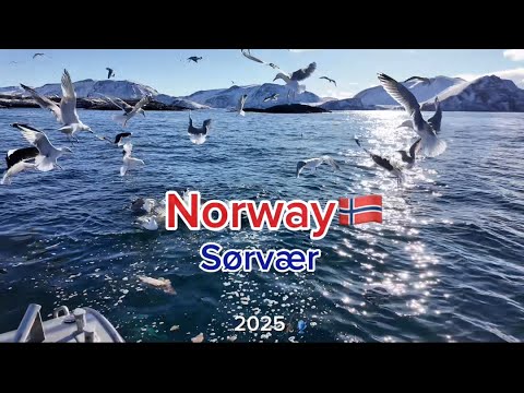 Видео: VLOG | Морская рыбалка в Норвегии. Sørvær Gjesthus