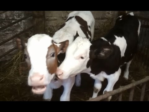 Видео: Для чего колоть Ивермек?