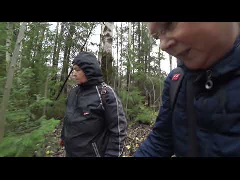 Видео: В лес 16 окт 2023. Грибы всё ещё есть! Пермь.
