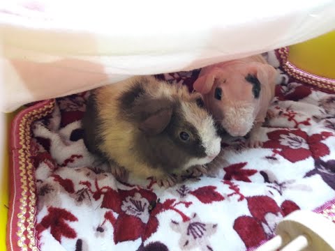 Видео: У Бафика появился друг.Крыса Луна родила 5 крысят.