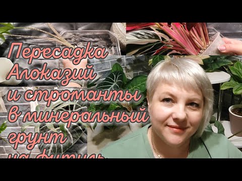 Видео: Пересадка алоказий и строманты в минеральный грунт на фитиль 