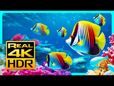 Видео: лучший расслабляющий аквариум в 4K HDR 🐠 Anti-Stress Music, Relax and Meditation.