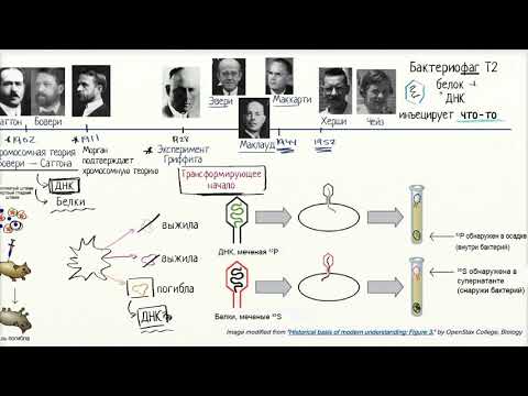 Видео: Херши и Чейз: генетический материал хранится в ДНК (видео 2) | ДНК. Молекулярная генетика | Биология