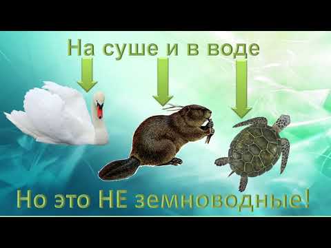 Видео: ЗЕМНОВОДНЫЕ, 2 класс (учебник Г.В. Трафимова, С.А. Трафимов)