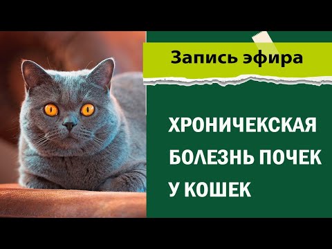 Видео: Хроническая болезнь почек у кошек