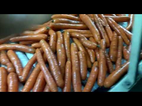 Видео: Линия для мойки, полировки, шлифовки, сортировки, переборки, калибровки, фасовки, упаковки моркови