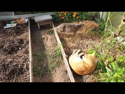 Видео: Томаты в теплице без всех основных болезней. 1 ложка решает ВСЁ. 