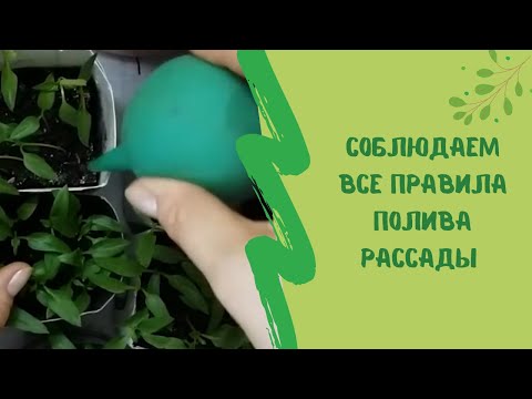 Видео: 💦🌱Общие правила безопасного полива рассады