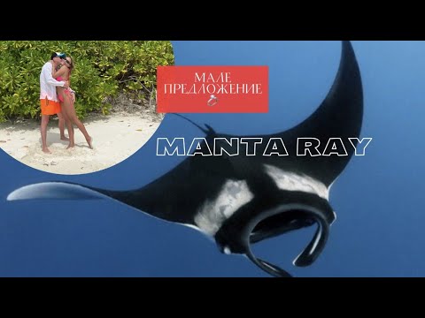 Видео: Плаваем с МАНТАМИ 🇲🇻МАЛЕ. Предложение на Мальдивах.