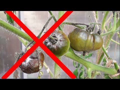 Видео: ПОБЕДА над ФИТОФТОРОЗОМ и ПЕРОНОСПОРОЗОМ!  Опыт зрителей