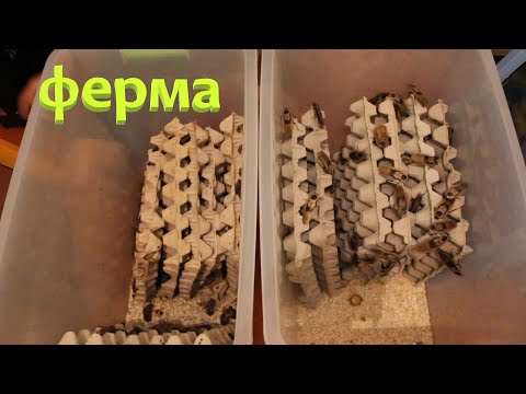 Видео: Ч.1 Разведение таракана мертвая голова / Ферма, содержание / Blaberus craniifer
