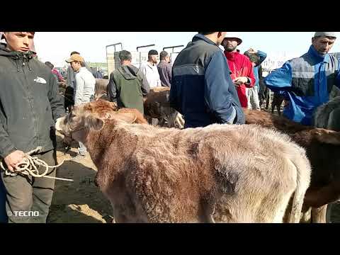 Видео: Молбозори колхособод.нарху навои ғуноҷину буқаву бузу гусфанд. 9/10/2025/