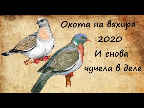 Видео: Охота на вяхиря_И снова чучела в деле