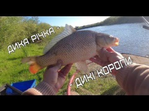 Видео: ДИКА РІЧКА - ДИКІ КОРОПИ !!! Рибалка на Фідер на річці Горинь! #niksol #KomandaA #КомандаА