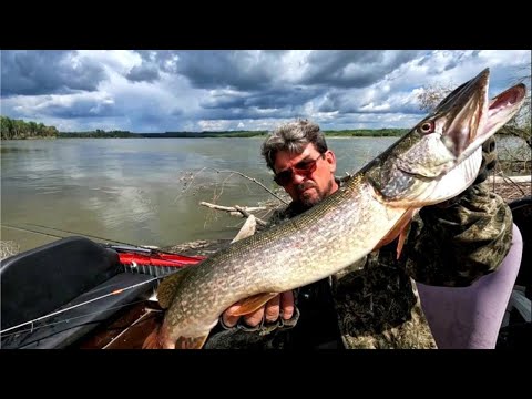 Видео: РЕЗУЛЬТАТ РАДУЕТ.  Рыбалка на Оби (Сузун ) 10 июля 2023г. Жор Судака.