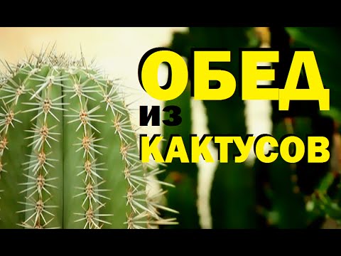 Видео: Галилео. Обед из кактусов