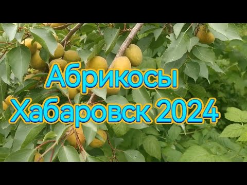 Видео: Абрикос видео от 24.07.24 г. Хабаровск