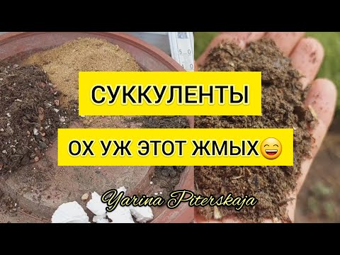 Видео: Суккуленты. Ох уж этот жмых😆