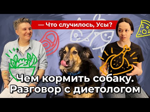 Видео: Чем кормить собаку. Разговор с диетологом // Что случилось, Усы?