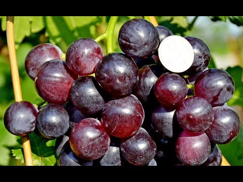 Видео: Виноград Кардинал - один из эталонных по вкусу сортов (Cardinal grapes) www.vinograd-kriulya.com