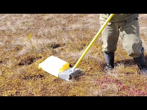 Видео: Сбор клюквы весной 2025. Испытание нового инструмента.