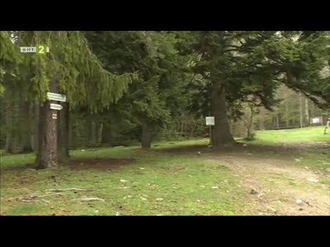 Видео: Кирилова поляна в Рила, "10 000 крачки" - 23.10.2023