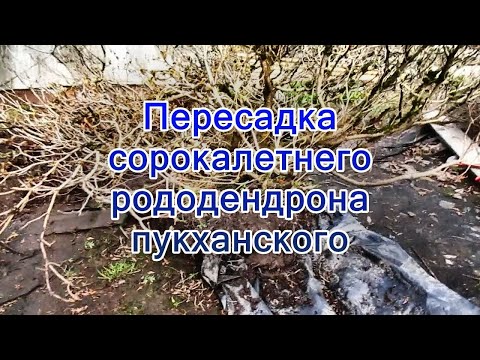 Видео: 11 04 24г  Пересадка сорокалетнего рододендрона пукханского