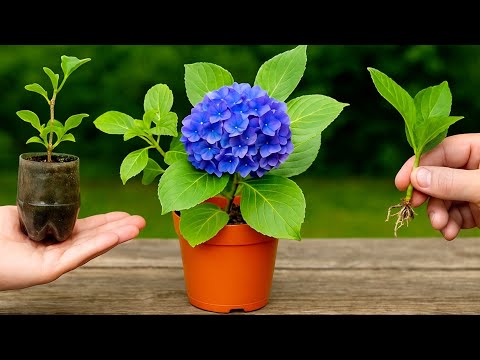 Видео: 🌺Методы и секреты размножения гортензий в домашних условиях