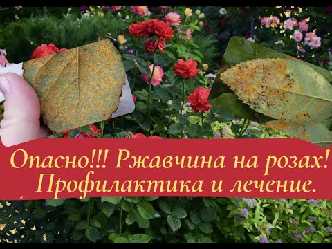 Видео: Опасно!!! Ржавчина роз! Секреты профилактики и лечения.