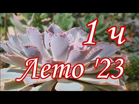 Видео: Коллекция суккулентов. Лето '23.  часть 1 #succulent