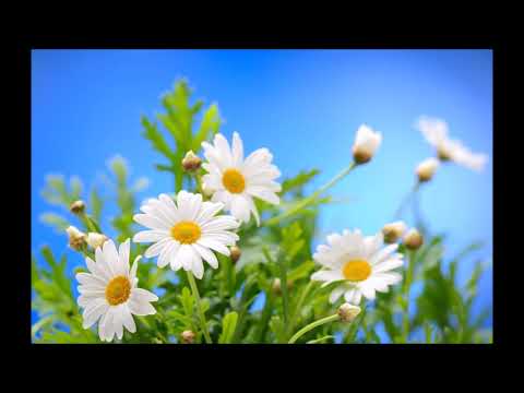 Видео: Сколько б ни было в мире путей