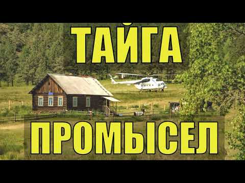 Видео: РАССКАЗЫ БЫВАЛЫХ ЖИЗНЬ В ТАЙГЕ ПРОМЫСЕЛ ХОЗЯИН в ТАЙГЕ ОХОТА на ГУСЯ СУДЬБА ИСТОРИИ из ЖИЗНИ в ЛЕСУ