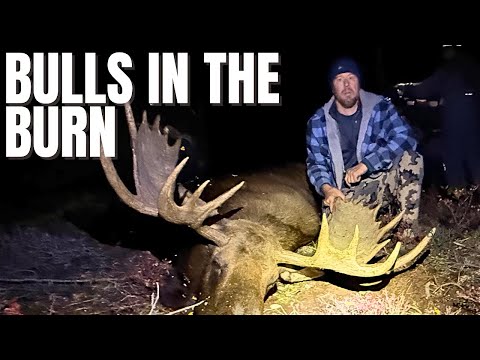 Видео: БЫКИ В ОГНЕ | Охота на лося на Аляске
