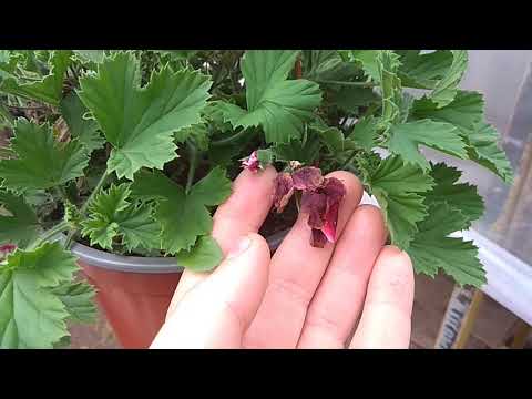 Видео: Пеларгония(герань). Засушил все болячки и Выгнал вредителей.