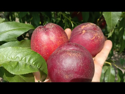 Видео: Нектарини Екстрім Б'юті. Nectarine Extreme Beauty. Топ по смаку серед ранніх і не тільки, сортів!